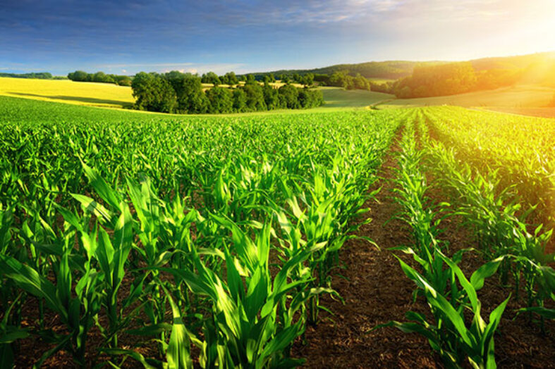 Expanding Your Investment Portfolio with Agriculture